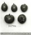 Click for 1 image(s) for this accession. FRUIT